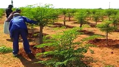 Moringa Seeds: Exploring Their Sustainable Applications and Processing Potential!