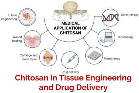 Quaternized Chitosan: An Unexpected Champion for Drug Delivery and Tissue Engineering