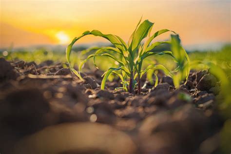 Barley Processing for Sustainable Biofuel Production: A Deep Dive into its Potential